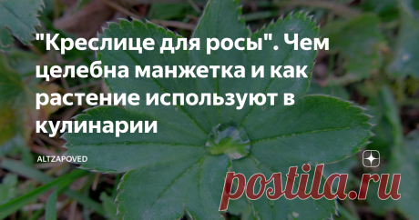"Креслице для росы". Чем целебна манжетка и как растение используют в кулинарии Сегодняшний материал посвящен растению, которое встречается повсеместно, его невозможно перепутать ни с каким другим растением – настолько запоминающийся и своеобразный у него облик. Речь пойдет о манжетке.
