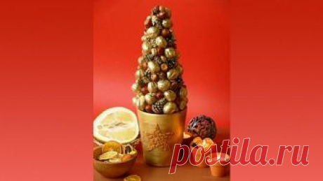 Золотая елочка в горшке.