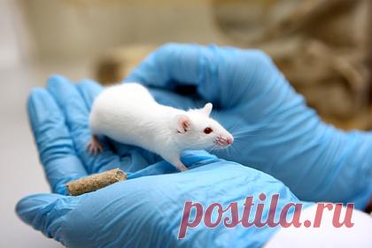 Выявлена связь между диетой и воспалением в кишечнике. Международная группа ученых выявила связь диеты и иммунитета через кишечную микрофлору. Эксперименты на мышах показали, что от рациона зависит выработка побочных продуктов метаболизма микробов, обитающих в кишечнике, что, в свою очередь, влияет на иммунные клетки животных.