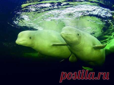 Живая природа