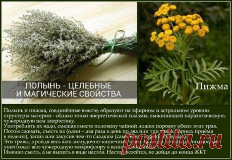 Полынь и пижма. 
 
Полынь и пижма, соединённые вместе, образуют на эфирном и астральном уровнях структуры материи облако тонко энергетической плазмы, выжигающей чужеродную нам энергетику.