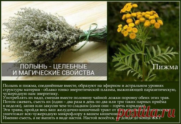 Полынь и пижма. 
 
Полынь и пижма, соединённые вместе, образуют на эфирном и астральном уровнях структуры материи облако тонко энергетической плазмы, выжигающей чужеродную нам энергетику.
