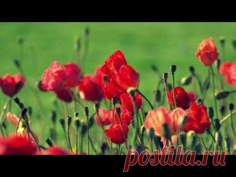 ✿Цветы❀ Релакс✿ Красивая музыка❤ Цветочное настроение✿