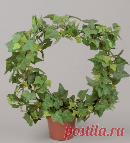 Плющ в интерьере - Садоводка