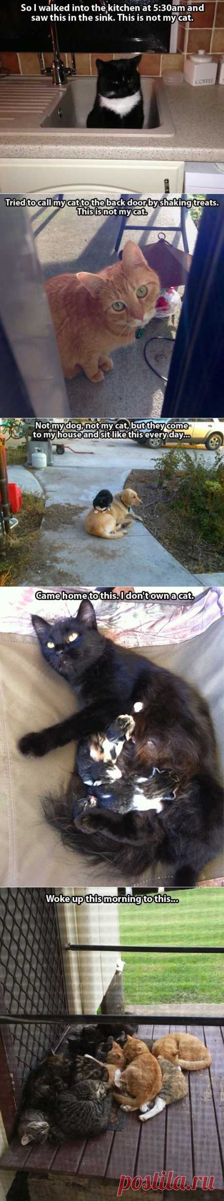 THIS IS NOT MY CAT! (24 pics) | Pleated-Jeans.com