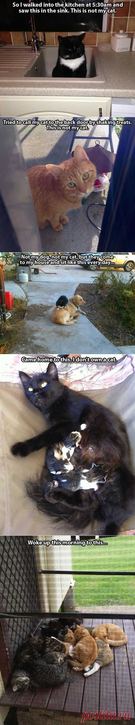 THIS IS NOT MY CAT! (24 pics) | Pleated-Jeans.com