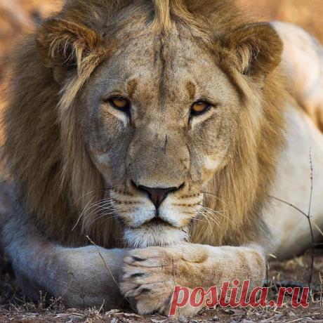 Смешная дикая природа