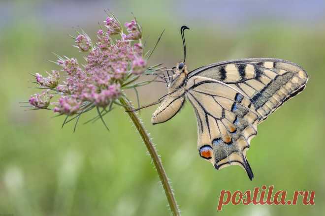 *The beautiful swallowtail II* Several years ago I discovered the first swallowtails on the outskirts of my home. This one sat on a mild, windless Sunday morning on the blossom of a wild carrot close to the path. In a light drizzle it just didn't want to fly away, so I had the opportunity to photograph this beautiful specimen extensively.  Vor etlichen Jahren entdeckte ich am Rande meines Wohnortes die ersten Schwalbenschwänze. Dieser hier saß an einem milden, windstillen ...