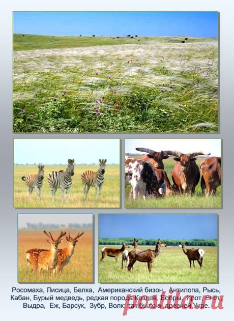 Др наук Сан Чад * История Античной Украины – 92 фотографии