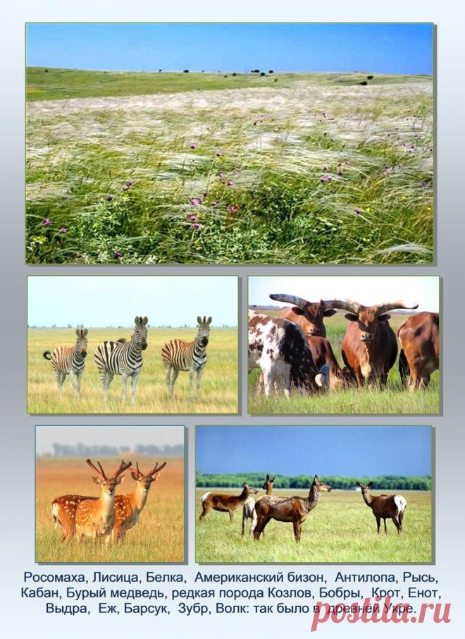 Др наук Сан Чад * История Античной Украины – 92 фотографии