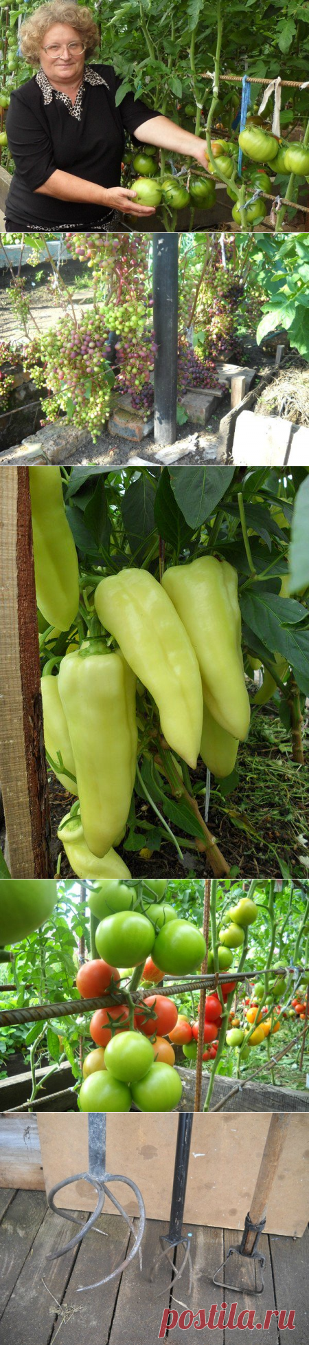 Огородные советы от Наталии Бережновой