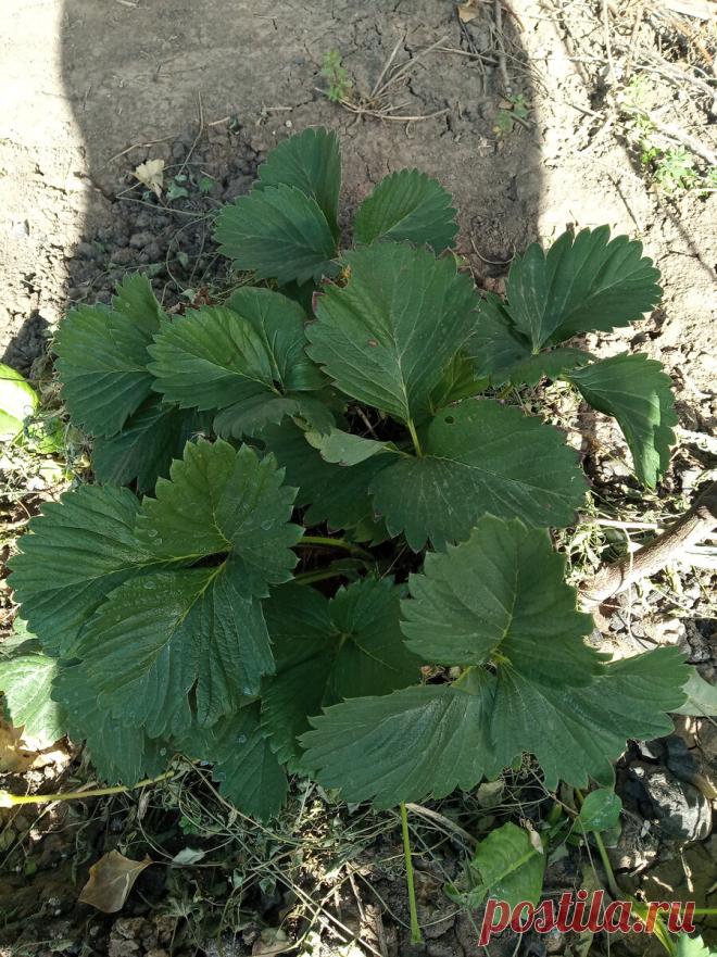 Сад: в первый раз с клубникой | Дом с огородом в пригороде | Яндекс Дзен
Главное - не навредить!
Мама привезла клубнику нам позно - даже цветущую и с ягодками - в июне месяце. Сорт даже не сказала - местная или бабушкина видимо. :))
Высадил я ее просто в нашу землю, а земля - что бетон, да с глиной! В течение недели поливал только, по вечерам, чтоб прижилась.