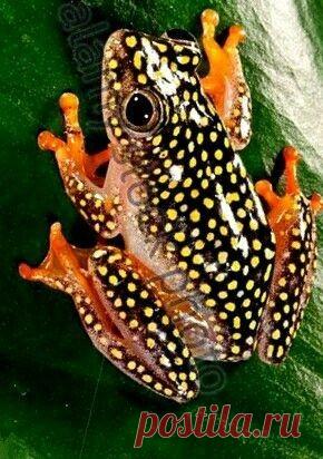 Fantástico Natureza,linda!!!