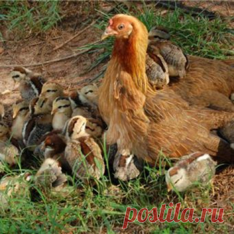 Кокцидиоз у цыплят: признаки, лечение