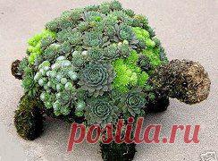 Создаем миниатюрные сады







•••в продолжении ещё