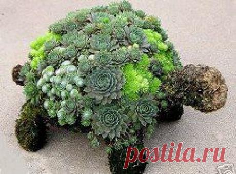 Создаем миниатюрные сады







•••в продолжении ещё