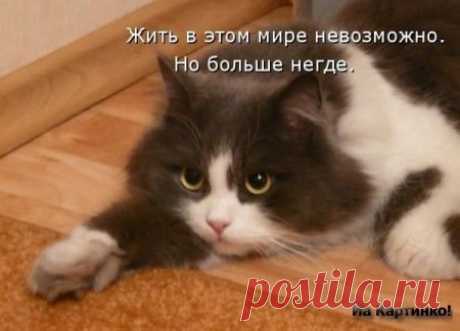 Популярные записи по теме «животные»