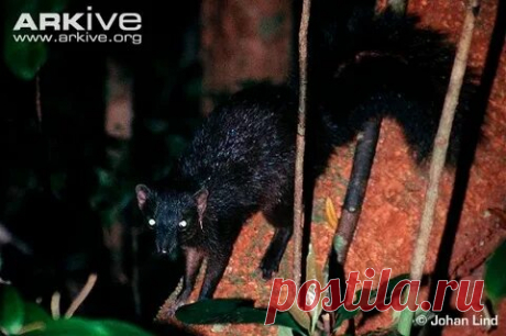 arkive wildlife: 1 тыс изображений найдено в Яндекс Картинках