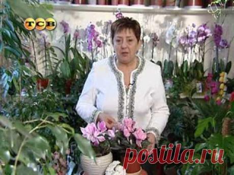 Цветочная лавка - Цикламен из семян