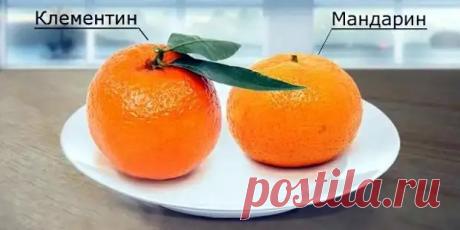Клементин и мандарин: В чем разница? - Квартира, дом, дача - Социальная сеть "МТ.RU"