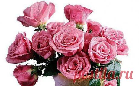 Розы красивые.