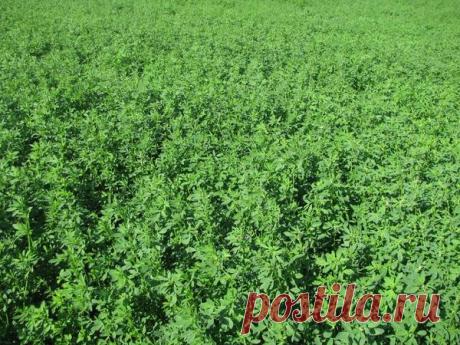 Осенние подкормки - удобрение и улучшение почвы