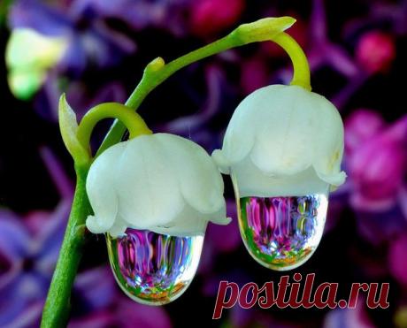 Ландыши после дождя