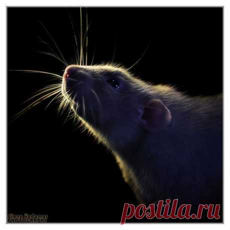 Одноклассники /А Я ГОВОРЮ, ОНИ ПРЕЛЕСТНЫ,,,
