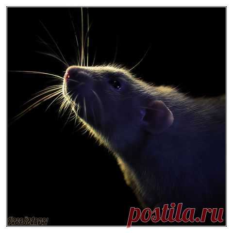 Одноклассники /А Я ГОВОРЮ, ОНИ ПРЕЛЕСТНЫ,,,