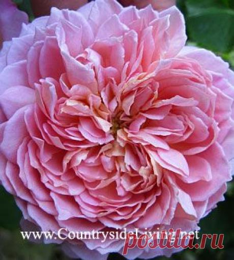 Английские розы Остина (остинки). Сорта, отзывы, фото