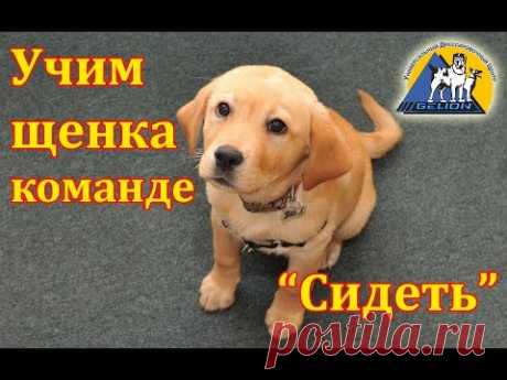 Урок №2. Как научить собаку команде сидеть / Выдержка по команде "Сидеть"