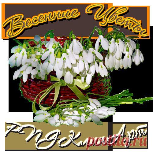 Весенние цветы - PNG