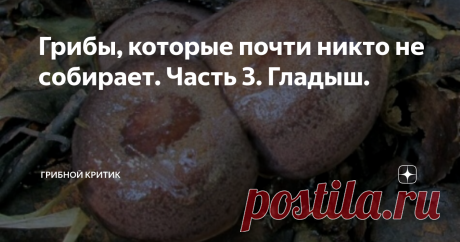 Грибы, которые почти никто не собирает. Часть 3. Гладыш. Здравия всем! И грибникам, и тем, кто любит просто порассуждать о грибах.
Хотел сегодня затронуть тему гладыша. И не только потому, что он вызывает совершенно разные эмоции у грибников, а хотя бы потому, что многие его путают с другими грибами. Например, с серушкой. Но это совершенно разные грибы!!!
СЕРУШКА
В некоторых регионах, этот гриб называют ещё гладушкой, гладухой и всё из-за гладкой, слизи