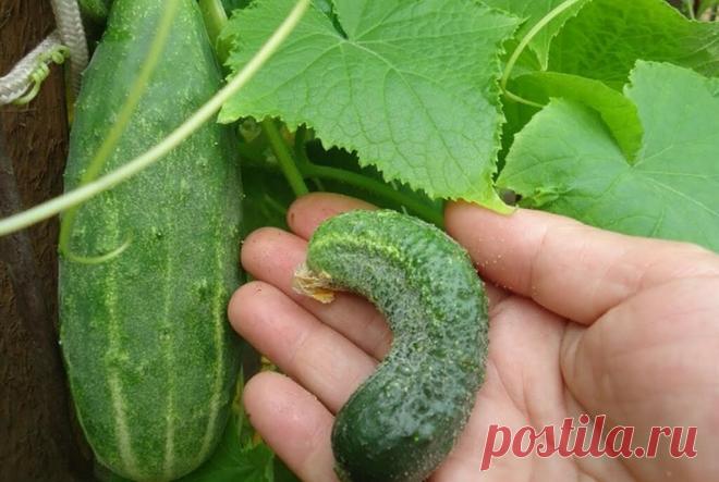 Огурцы не растут, не наливаются в объеме. Застряли на стадии корнишонов. Простая подкормка решит проблему | ЯСТРОИТЕЛЬ | Яндекс Дзен