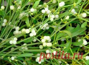 омела для похудения | Быстрое похудение