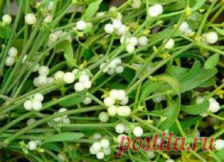 омела для похудения | Быстрое похудение