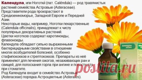 От чего помогает настойка календулы: инструкция, применение, как сделать
