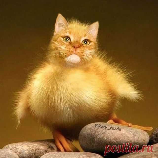 Chicken @fatcatart 🐥
.
My merch - @kotomerch
.
#кот #котик #коты #cat #cats #catsofinstagram #catsagram  #Photoshop #meme #memes #catmeme #funnycats #humor #юмор #humor #cats_of_instagram #catsofworld #catlover 
#animal #animals #猫 #lol
#bird #chickens #chicken #hen #cock #birds
. 
You can support me by buying a mix with your pet or at Patreon!