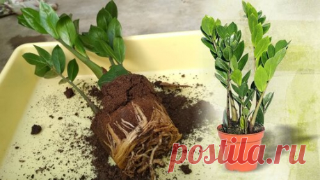 ЗАМИОКУЛЬКАС УХОД И ПЕРЕСАДКА 🌿 Что делать после покупки 🌿 Долларовое дерево | Популярная Ботаника | Дзен