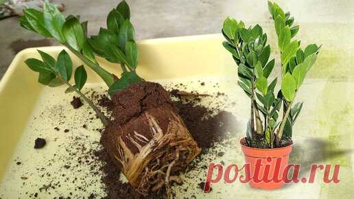 ЗАМИОКУЛЬКАС УХОД И ПЕРЕСАДКА 🌿 Что делать после покупки 🌿 Долларовое дерево | Популярная Ботаника | Дзен