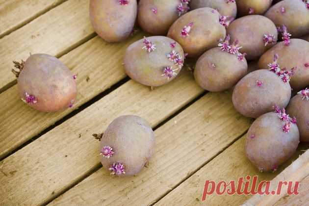 4 способа подготовки картофеля к посадке