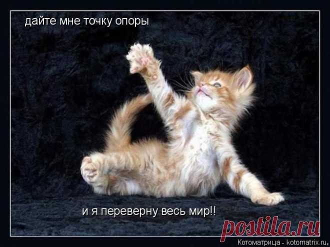 Технология и классика стыринга. Свежая котоматрица