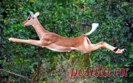 FLYING_IMPALA