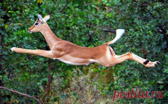 FLYING_IMPALA