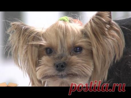 Test.tv: Все для животных. Как ухаживать за йоркширскими терьерами.
