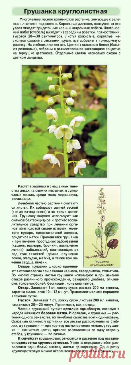 Грушанка круглолистная