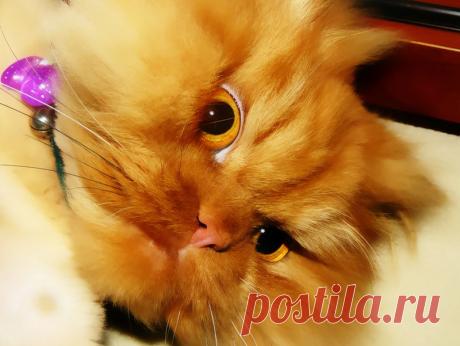 Рыжий перс Garfi