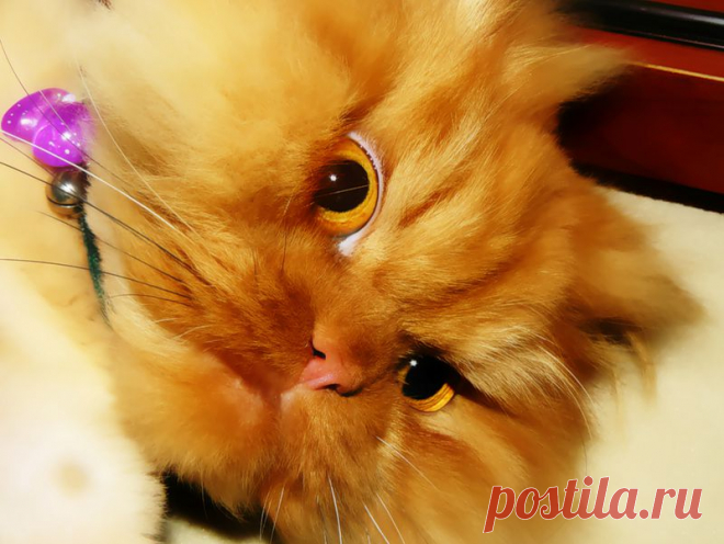 Рыжий перс Garfi