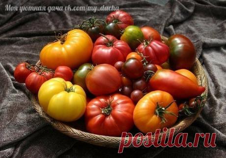 Путеводитель по сортам томатов

1. Нежданна, Золотая королева
Желтые сорта томатов. Высота куста 50-60 см. Плоды желтые, округло-плоские, 150-300 г. Товарность Золотой королевы на уровне лучших красноплодных сортов. Оба сорта отличаются неприхотливостью и устойчивостью к неблагоприятным условиям выращивания.

2. Демидов, Настенька
Штамбовый, компактный, высотой 50 см, плоды розовые - 150-200 г. Очень урожайный, товарный плоды крупные. Среди низкорослых розоволодных сортов ...