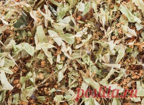 Полезные свойства липы